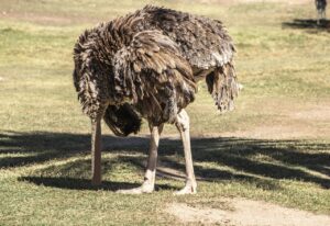 ostrich, head, sand, bird, hiding, scared, afraid, frightened, animal, nature, flightless, feathers, emu, africa, wildlife, struthio camelus, struthio molybdophanes, ostrich, ostrich, ostrich, scared, afraid, afraid, afraid, afraid, afraid, struthio camelus, struthio camelus